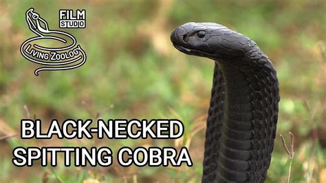 black cobra sexy video